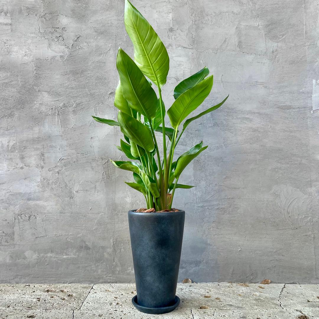 ストレリチア　オーガスタ　4株　天然苔仕立て　陶器鉢　植え込み発送 ストレリチア オーガスタ 4株 天然苔仕立て 陶器鉢 植え込み発送