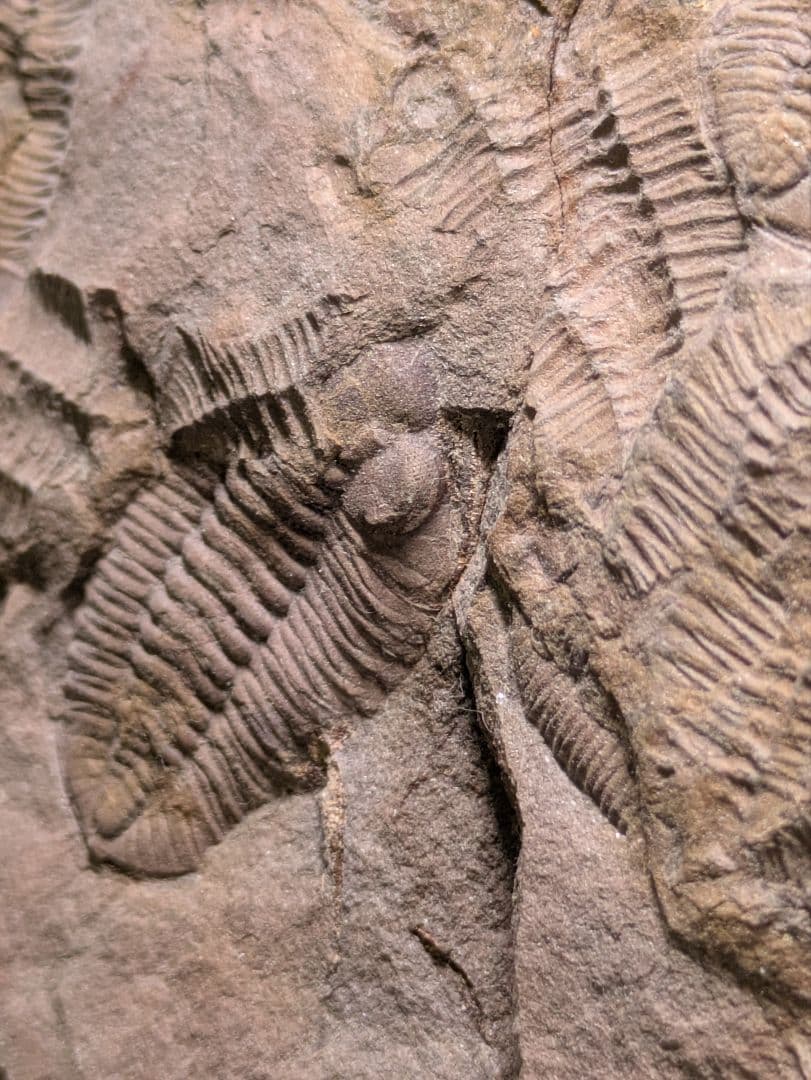 博物館級 三葉虫 群生 化石 標本 地学