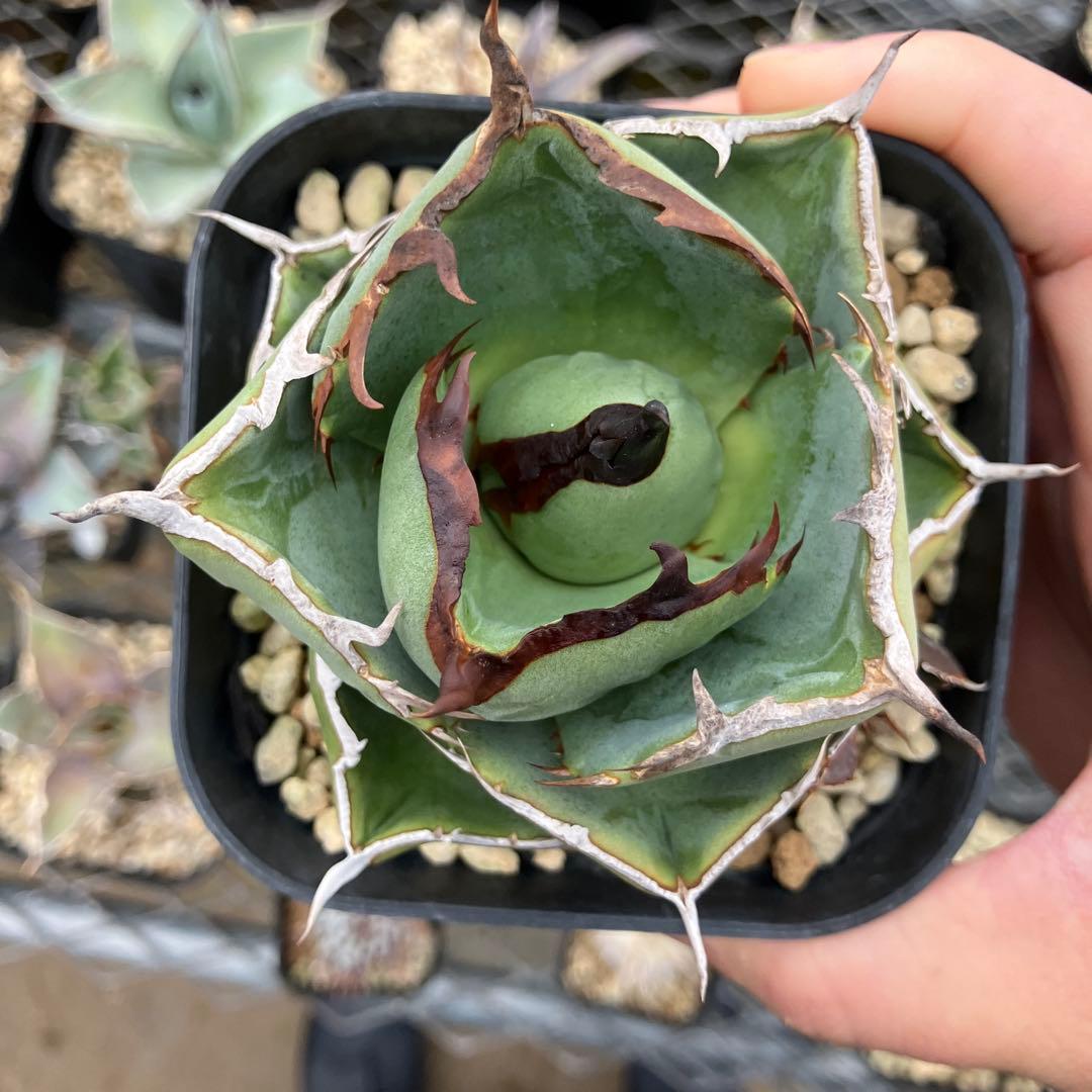 みっく　アガベ　3点