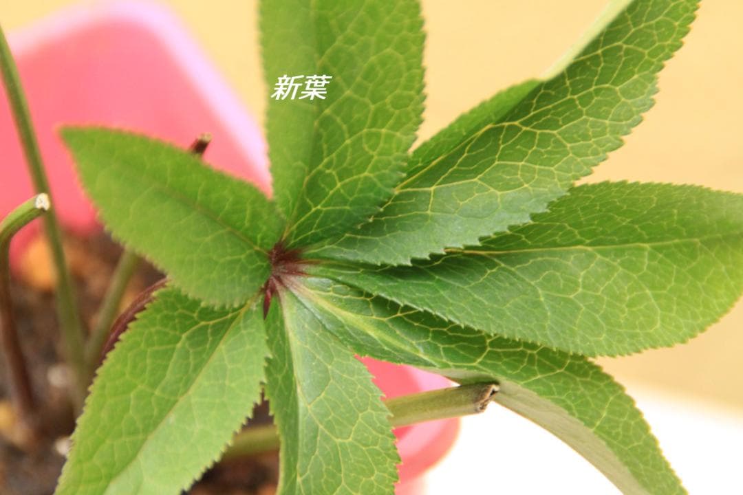 くり様ご確認用 クリスマスローズ未開花株（株分け 小さめ） - メルカリ