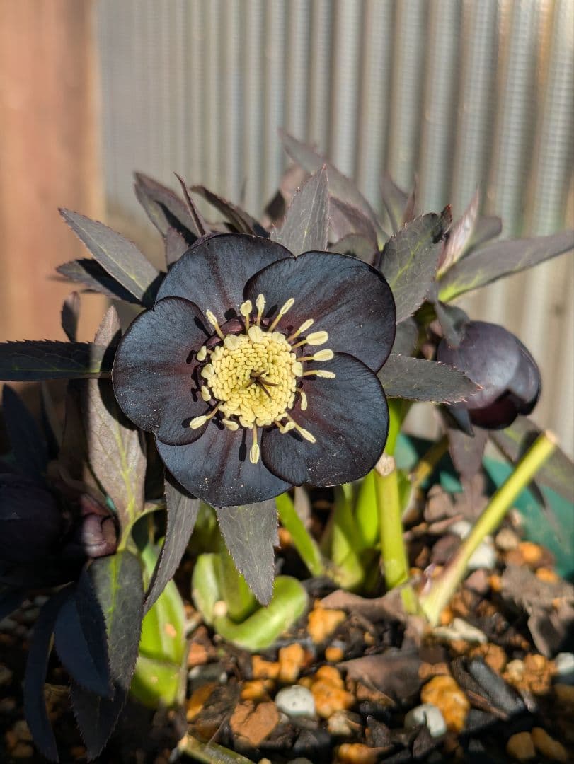 広瀬園芸】クリスマスローズ ブラック シングル（SS） 3年管理充実株6