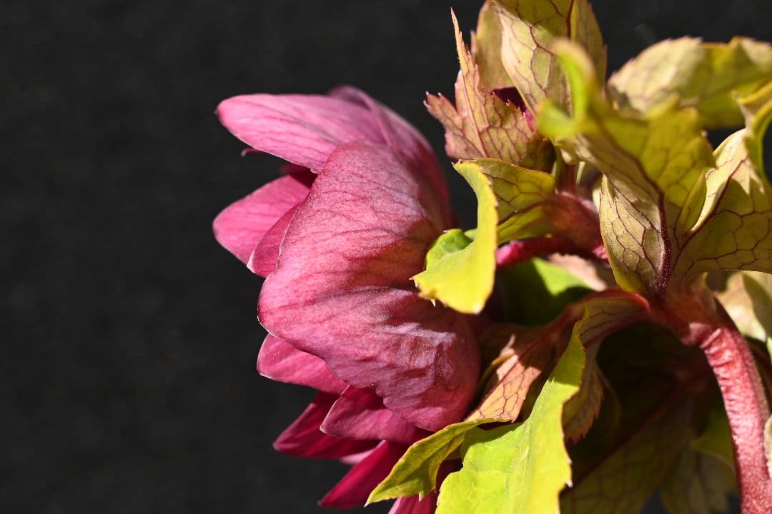 クリスマスローズ 認定ddレッドゴールドルビーフラッシュ 加藤農園