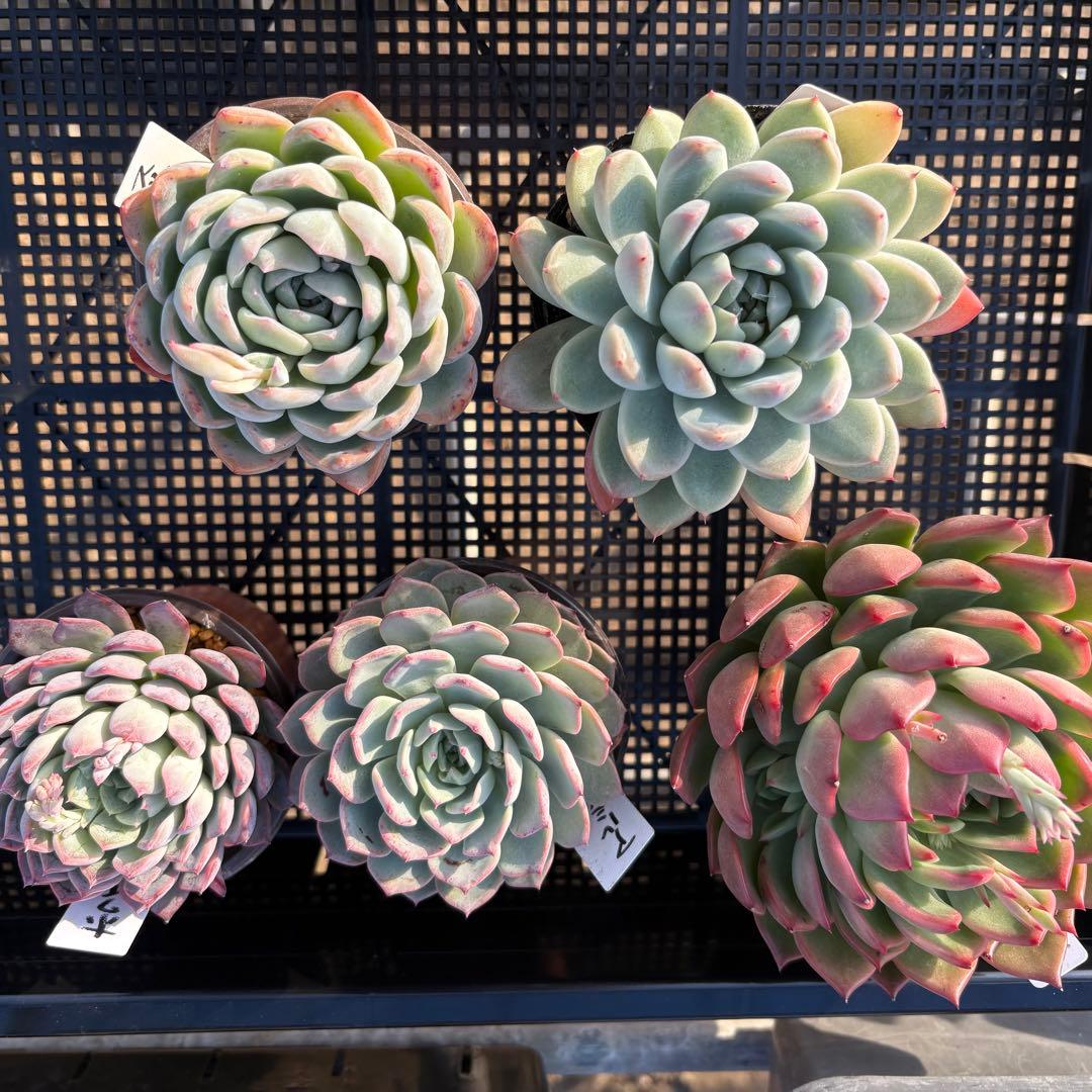 ☆彩乃助☆様 5点おまとめ