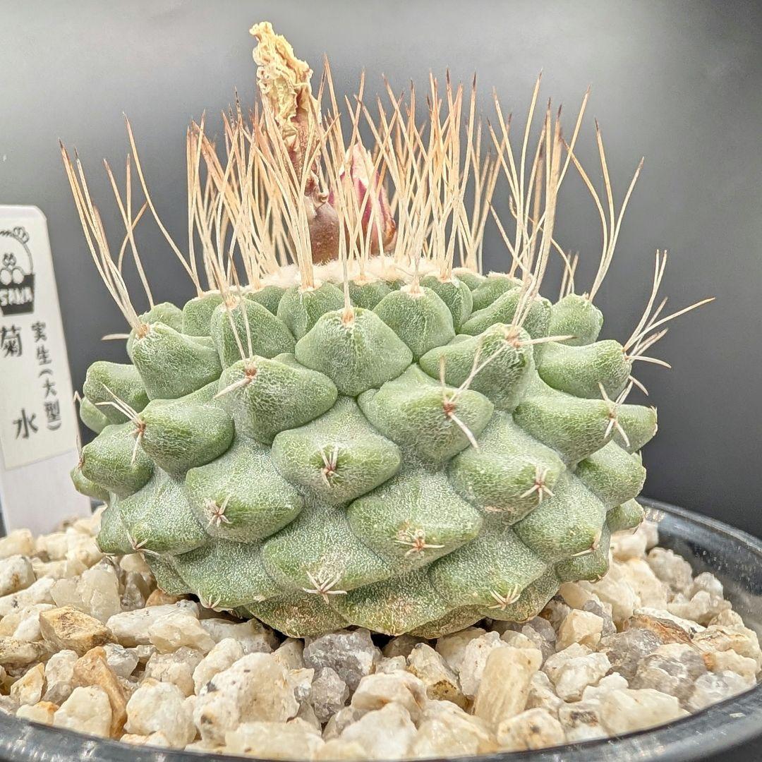 菊水 (大型タイプ) 実生 鉢植えメルカリ便送料込み 菊水 大型タイプ