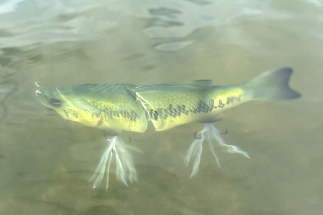 専用トイラージ deps コードネームバス SS メンバー限定 新品 デプス