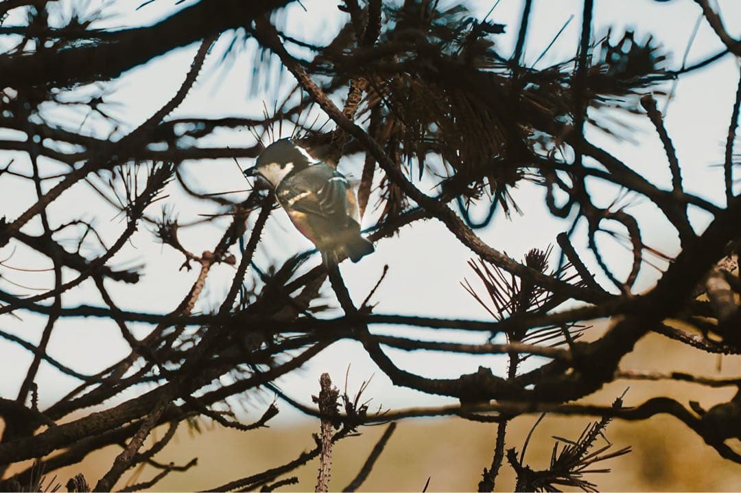 （ニコンＦマウント用超望遠レンズ）SIGMA135-400mmf4.5-5.6