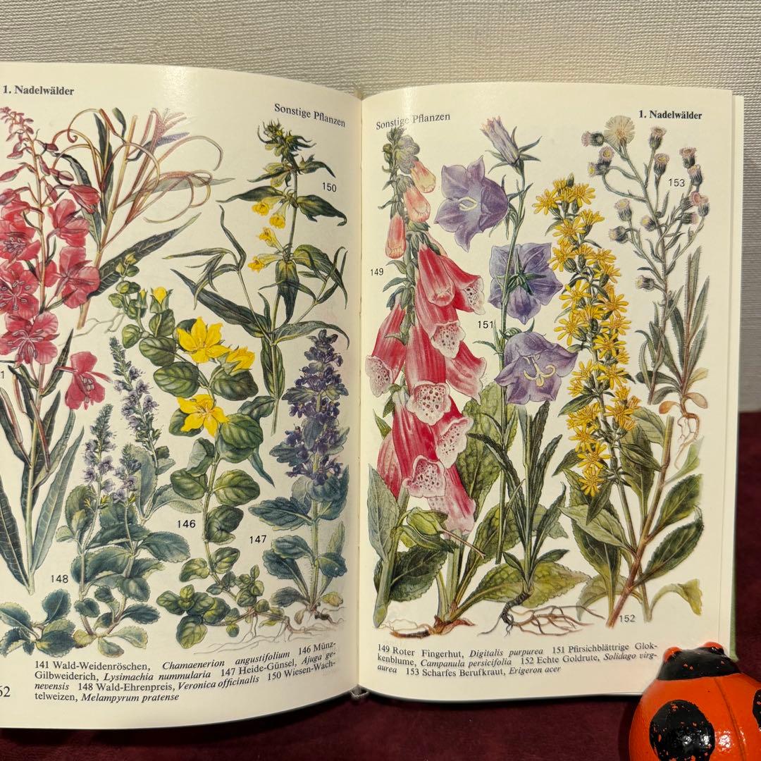 224⑩1971年ドイツ語植物図鑑 洋書古書 ジャンクジャーナル ボタン