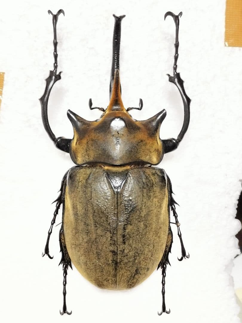 大型エレファスゾウカブト標本 - メルカリ