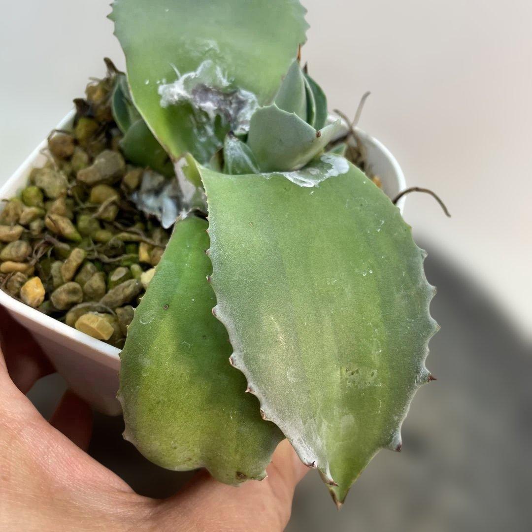 アガベ オバティフォリア ドワーフ 中斑 - メルカリ