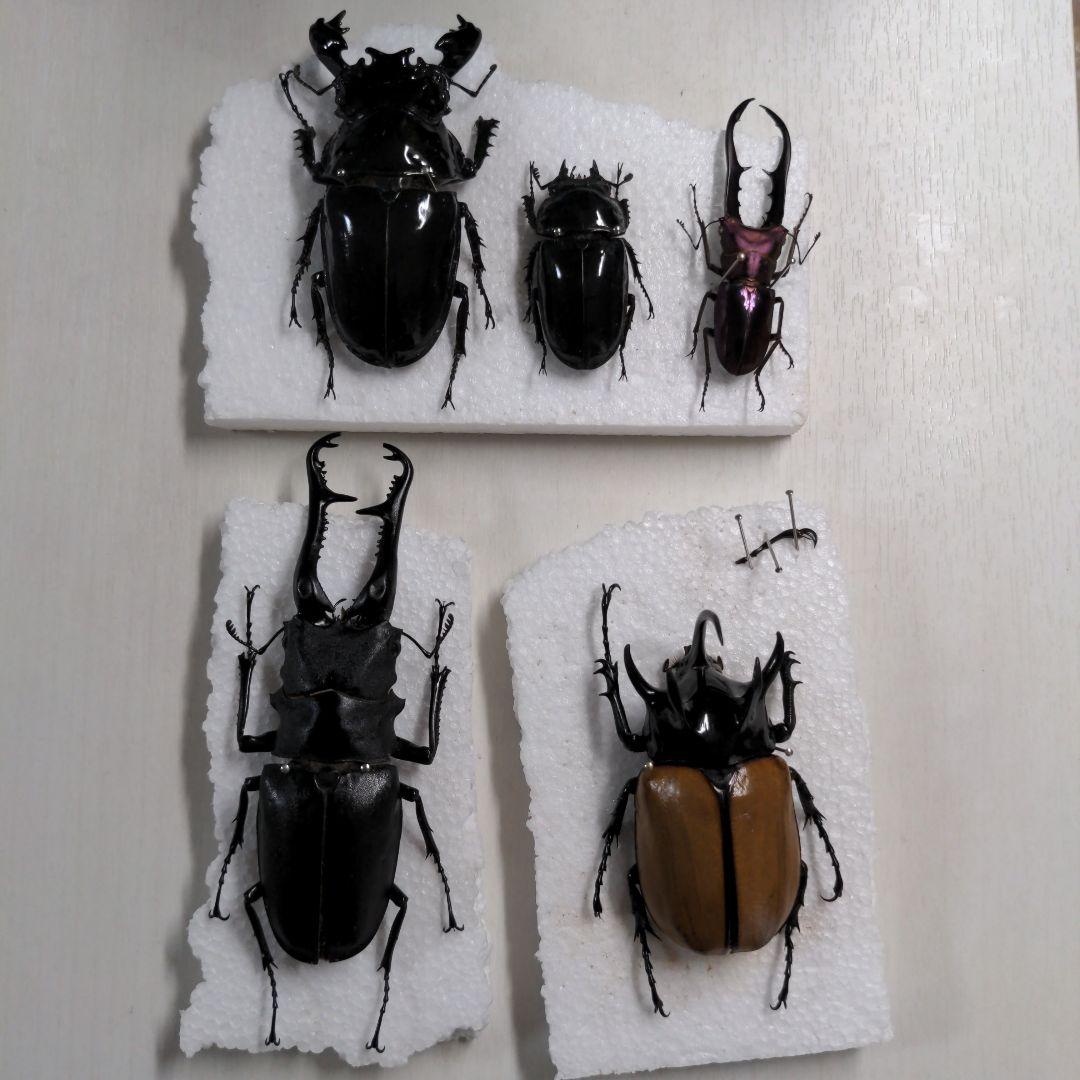 クワガタ、カブト虫標本セット 楽天市場】立体昆虫図鑑DX カブトムシ クワガタセット 標本 リアル