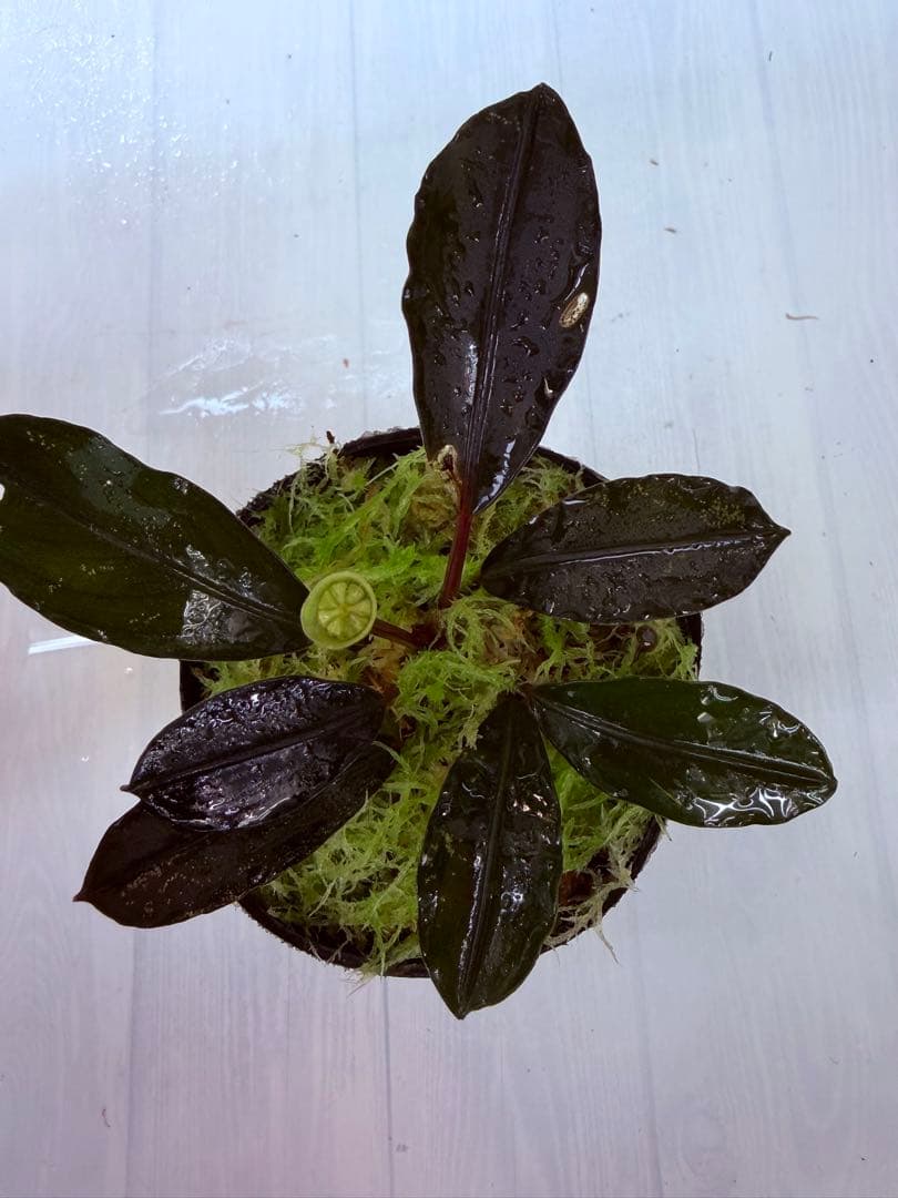 ⭐︎ ブセファランドラ モトレィアーナ 濃黒青絶品個体 / パダワン 根