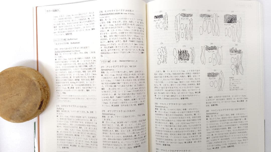 新版 北陸のきのこ図鑑 ＋ 追補 北陸のきのこ図鑑 付石川県菌蕈集録