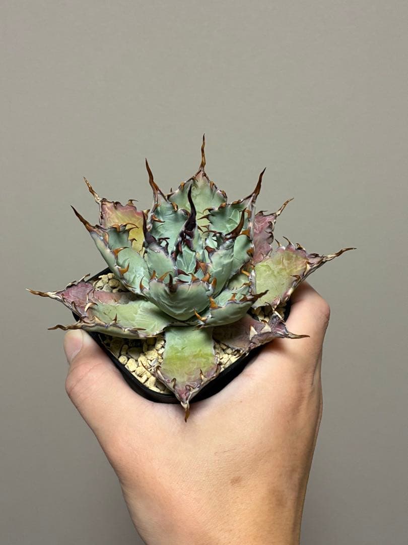 アガベハイブリッド 甲蟹×屈原の舞扇No15 矮性個体 - メルカリ