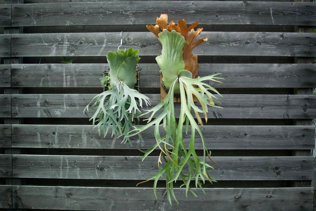 P.willinckii cv. Sailor Saturn 子株⑥ ビカクシダ