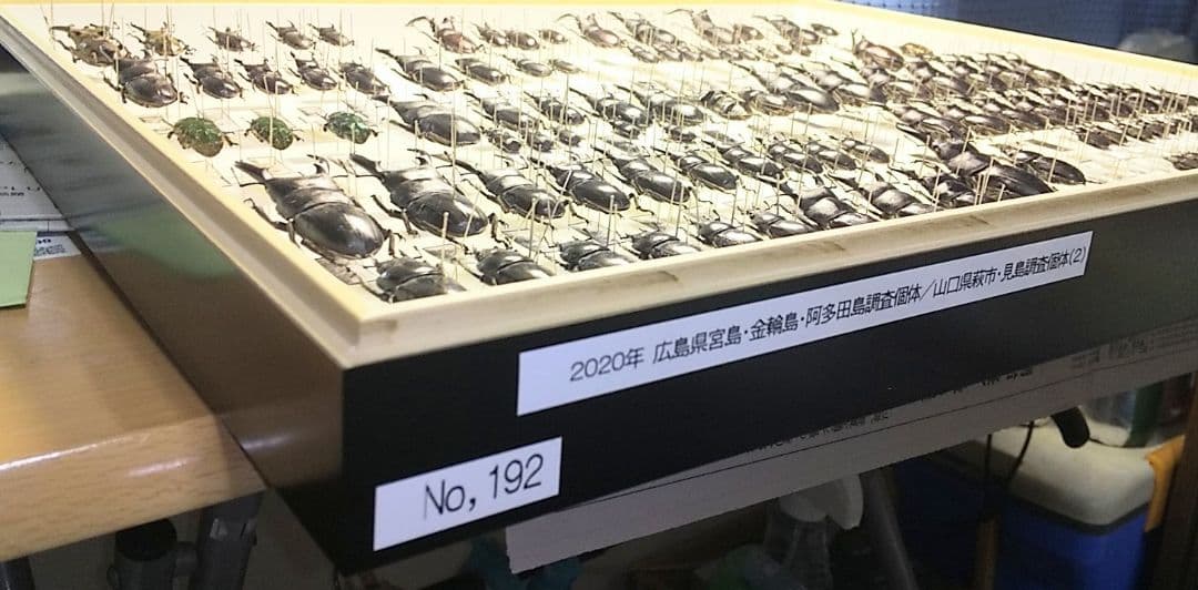 村山輝記採集・製作 クワガタ調査標本No.192（流出品） - メルカリ