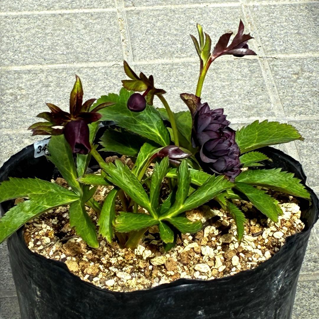 m*i様 3497☘️たくさん蕾花付き☘️２年間保管☘️⭐️ダーク⭐️超多弁⭐️