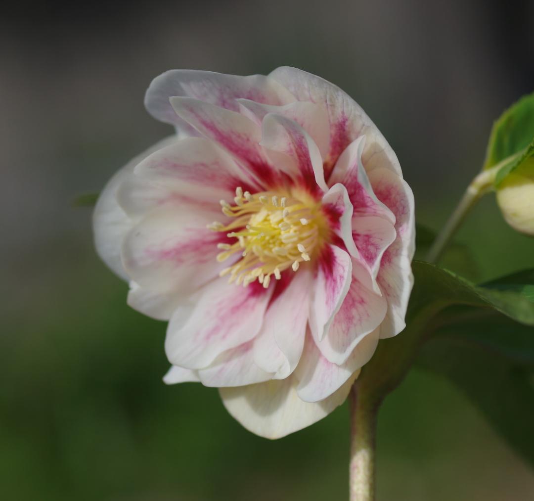 5654 認定プリマヴェーラゴールド クリスマスローズ開花 加藤農園