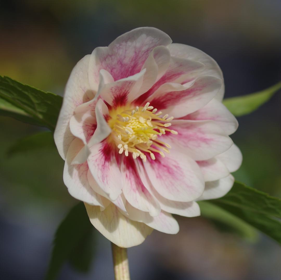 5654 認定プリマヴェーラゴールド クリスマスローズ開花 加藤農園