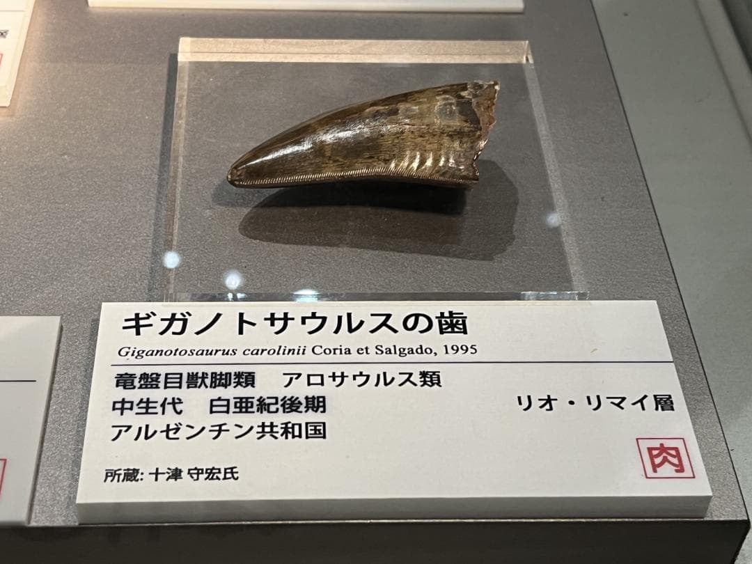 超絶希少！伝説的なギガノトサウルスの歯！ 値段交渉可能 - メルカリ