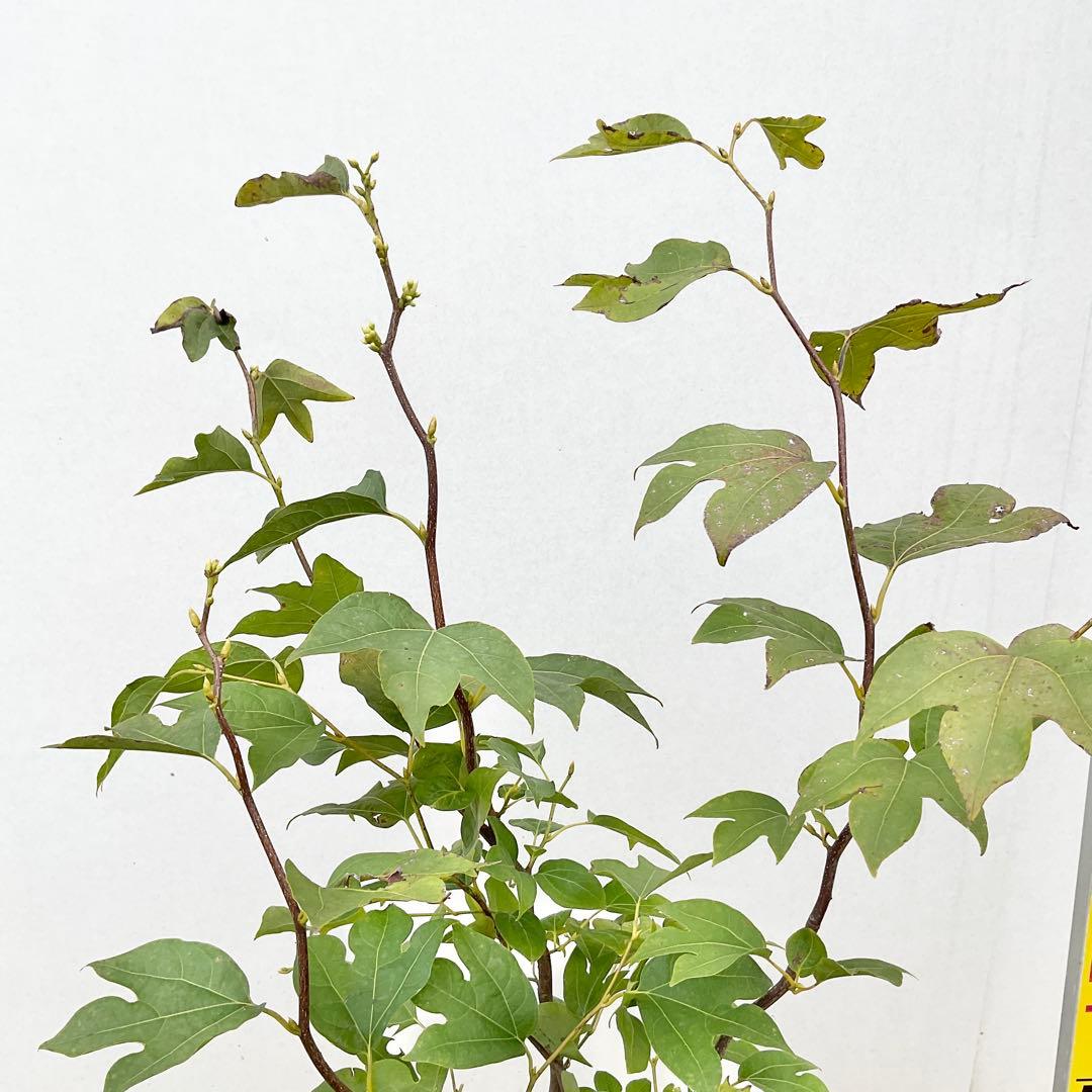 や*す様 シロモジ　/ 678