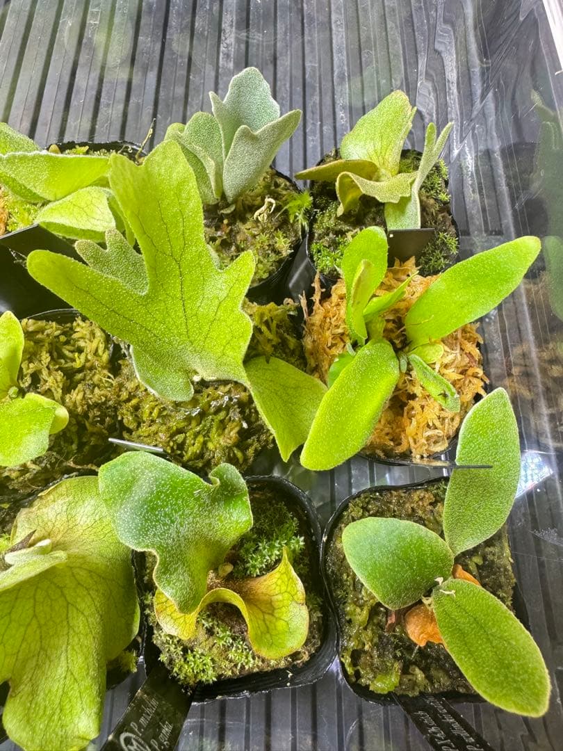 ビカクシダ 15種 - メルカリ