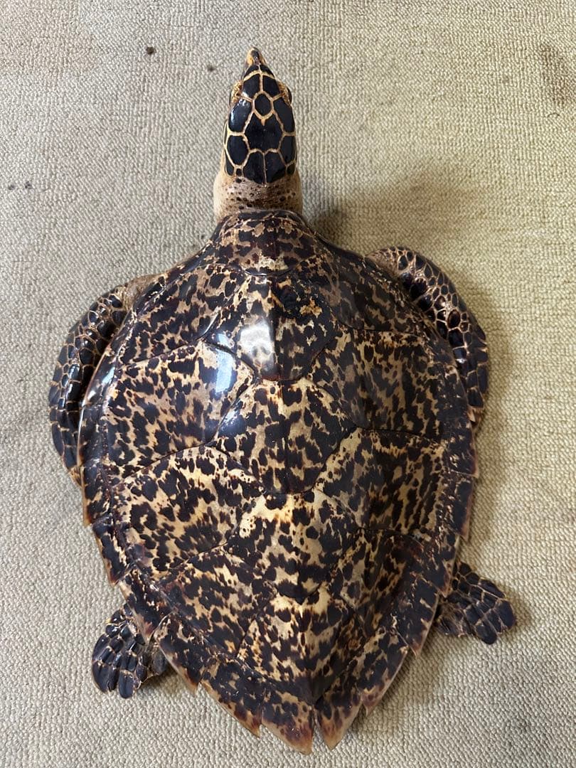 タイマイ ウミガメ剥製 国際希少野生動植物種登録票有 - メルカリ