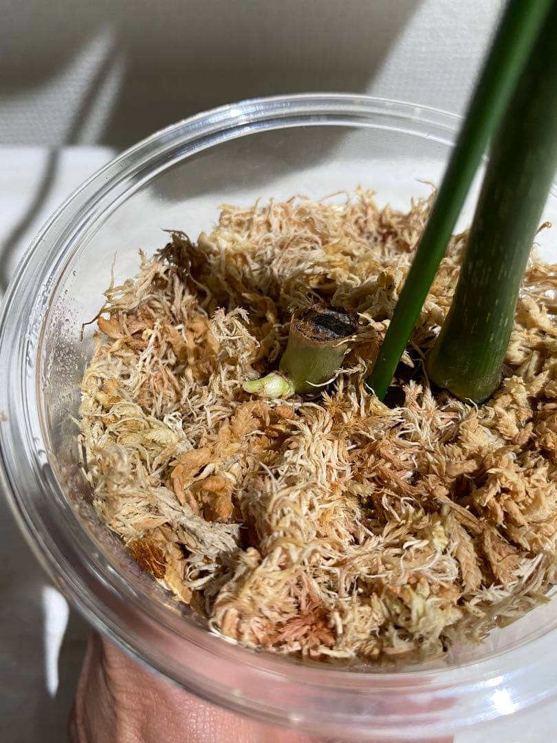 フィロデンドロン グロリオーサム トリカラー 斑入り - メルカリ