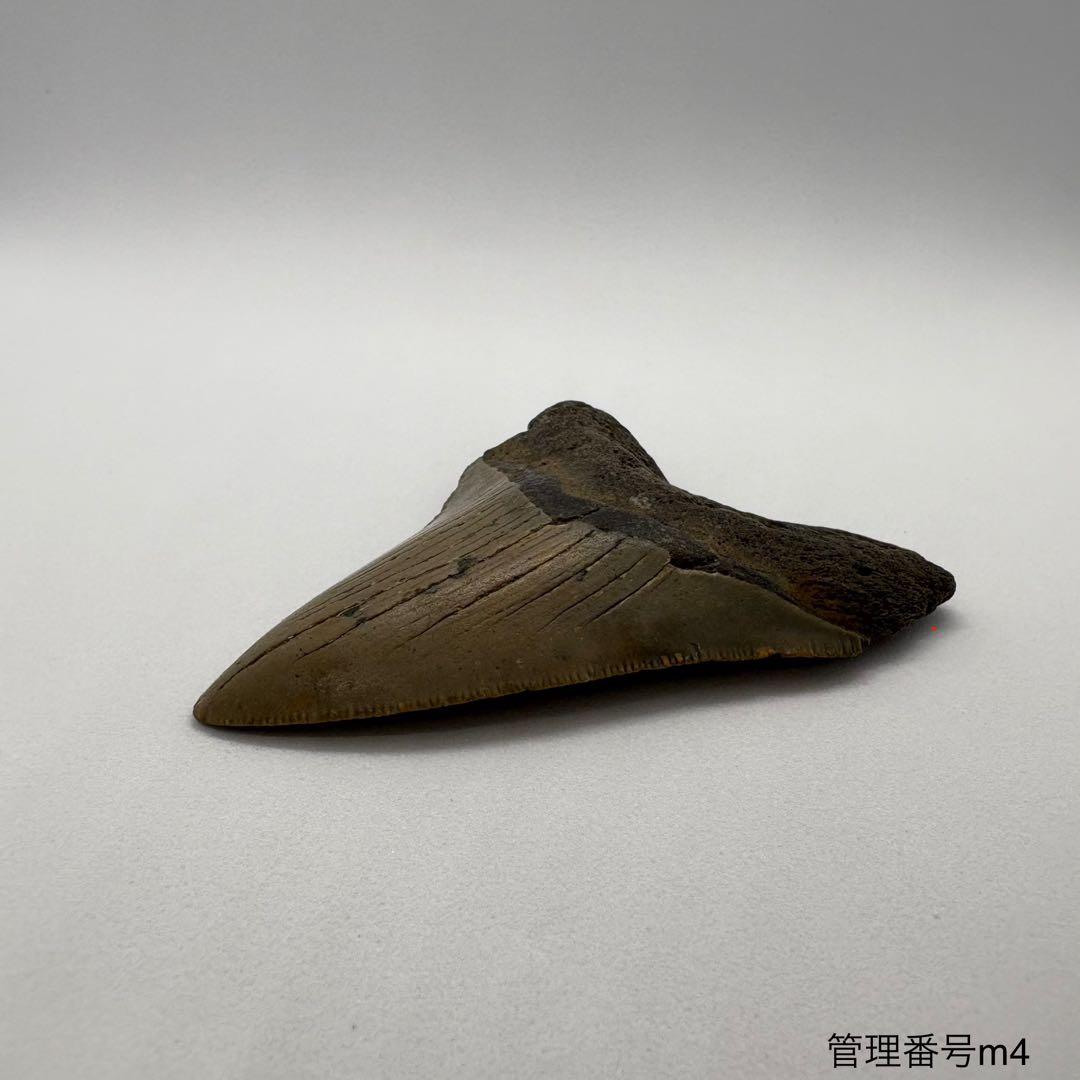 本物　メガロドンの歯　化石　サメ　7.7cm アメリカ合衆国