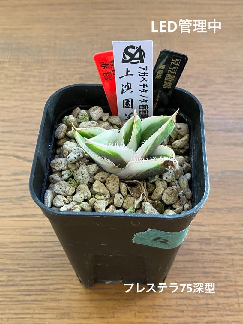 錦フェア【鉢ごと発送】速達 選抜 安定株 アガベ 豆豆龍錦 覆輪斑