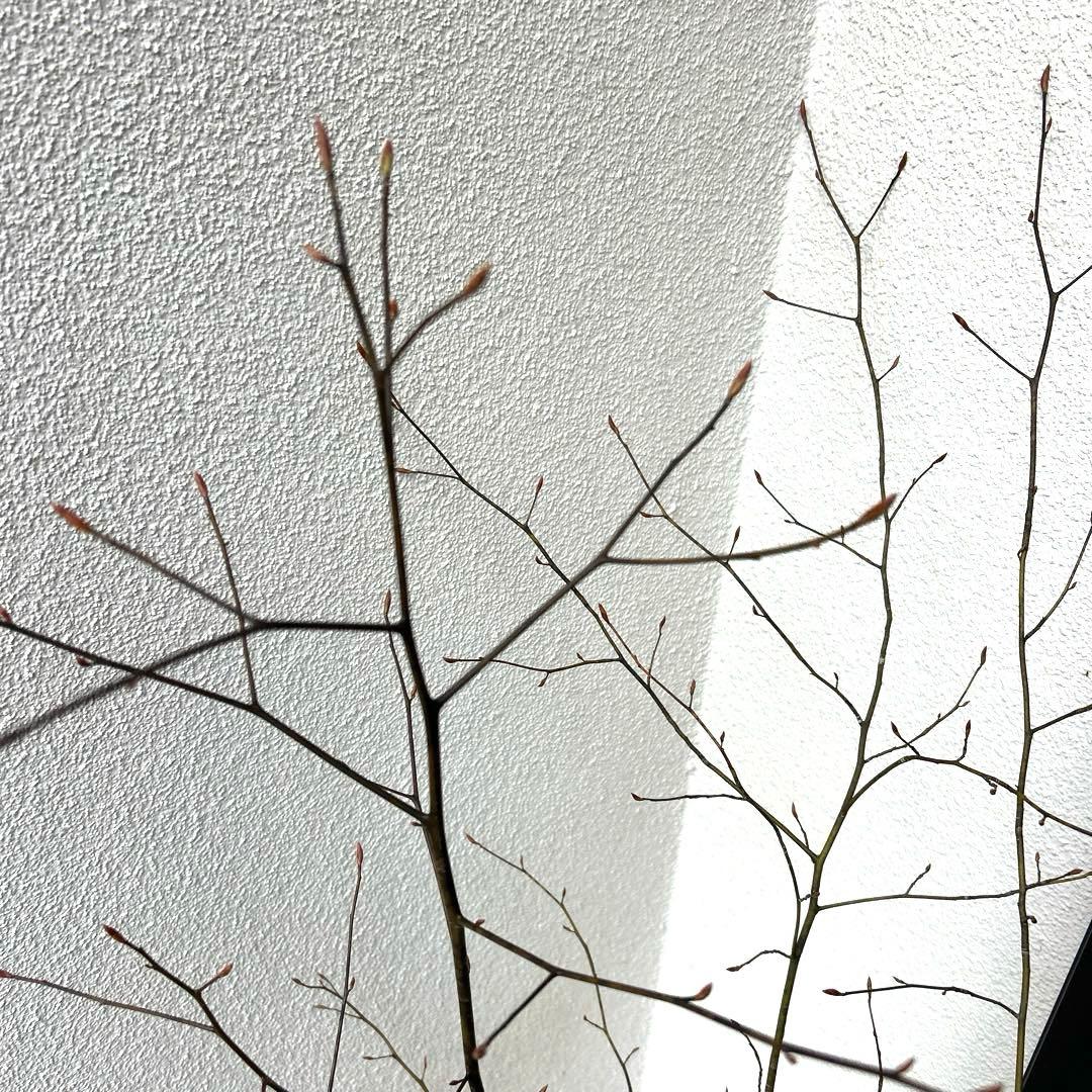 クロモジ（根巻き苗）黒文字 クロモジ苗木 - メルカリ