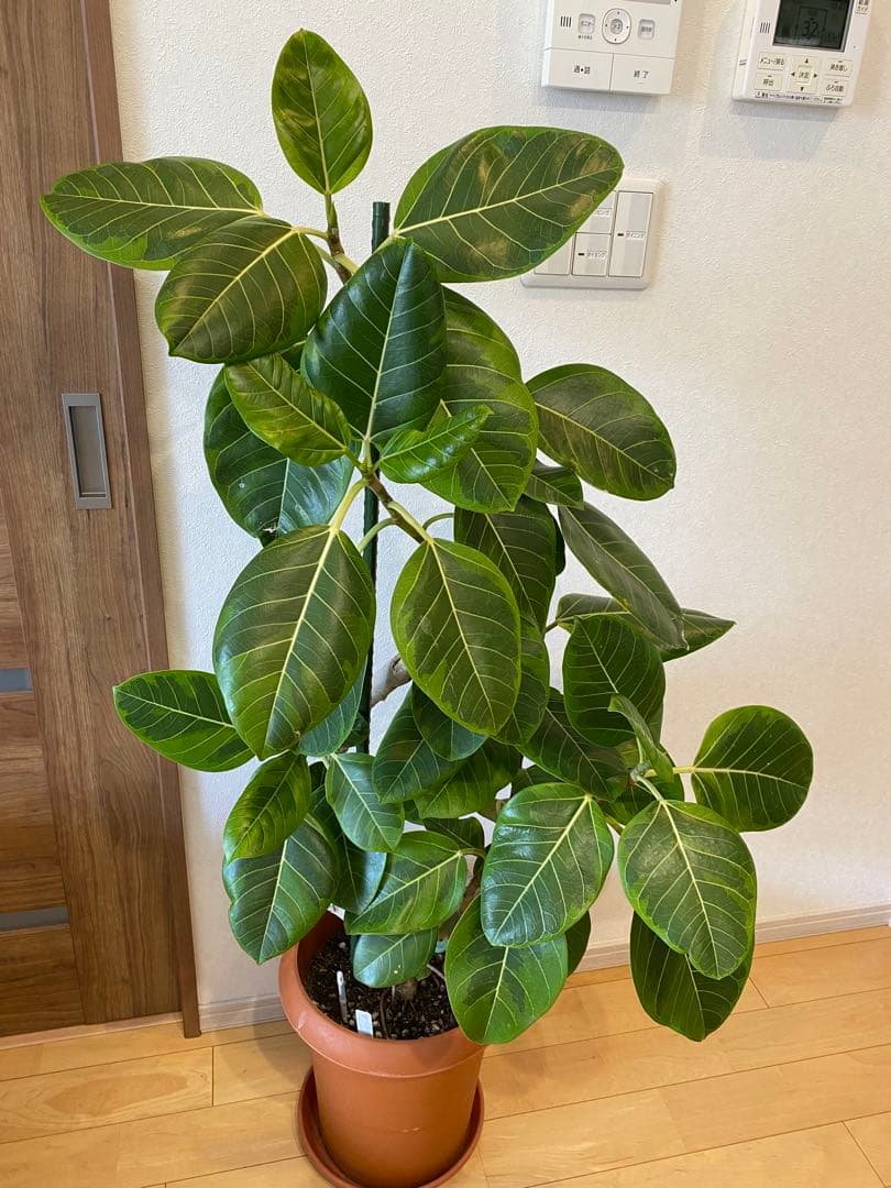 フィカス ゴムの木 アルテシマ 曲がり 観葉植物 インテリアグリーン