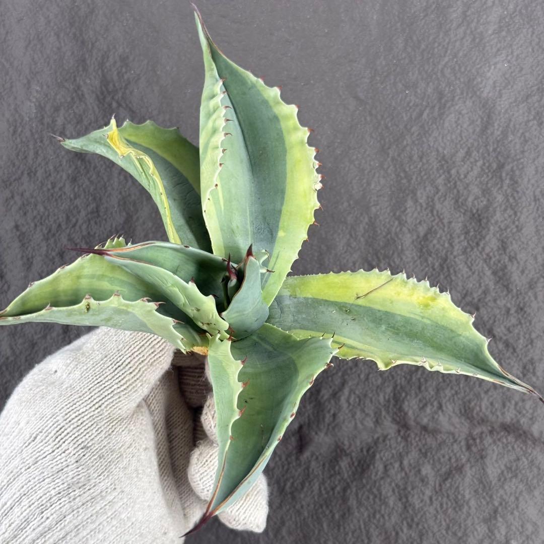 が*ぅ様 【アガベ オバティフォリア“オルカ”】地植え/-18℃まで/極上　L2