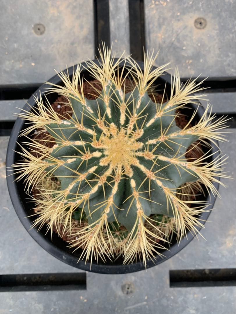 サボテン 王冠竜 鉢8号 24センチ 海さん専用ページ