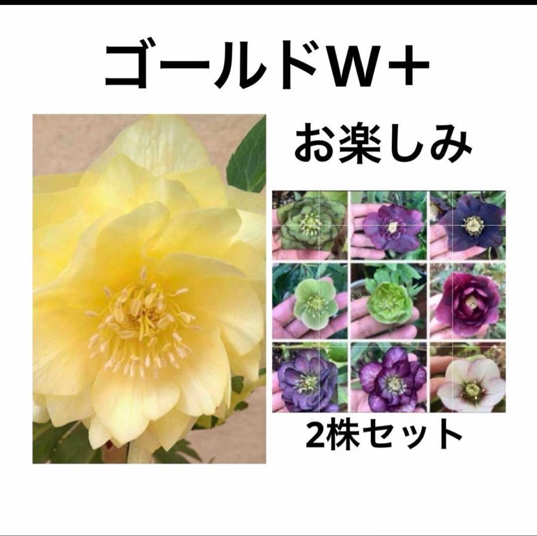クリスマスローズ3年生苗、2株セット - メルカリ