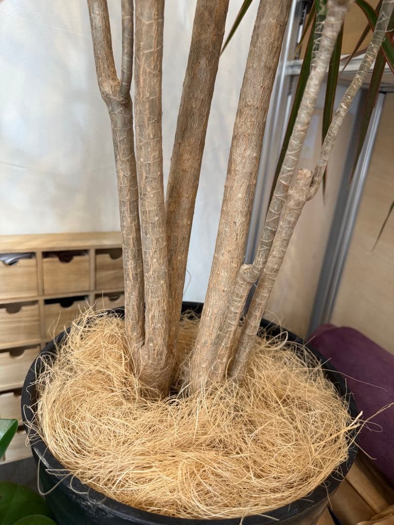 s*e様 (引き取り限定)ドラセナ・コンシンネ “レインボー”