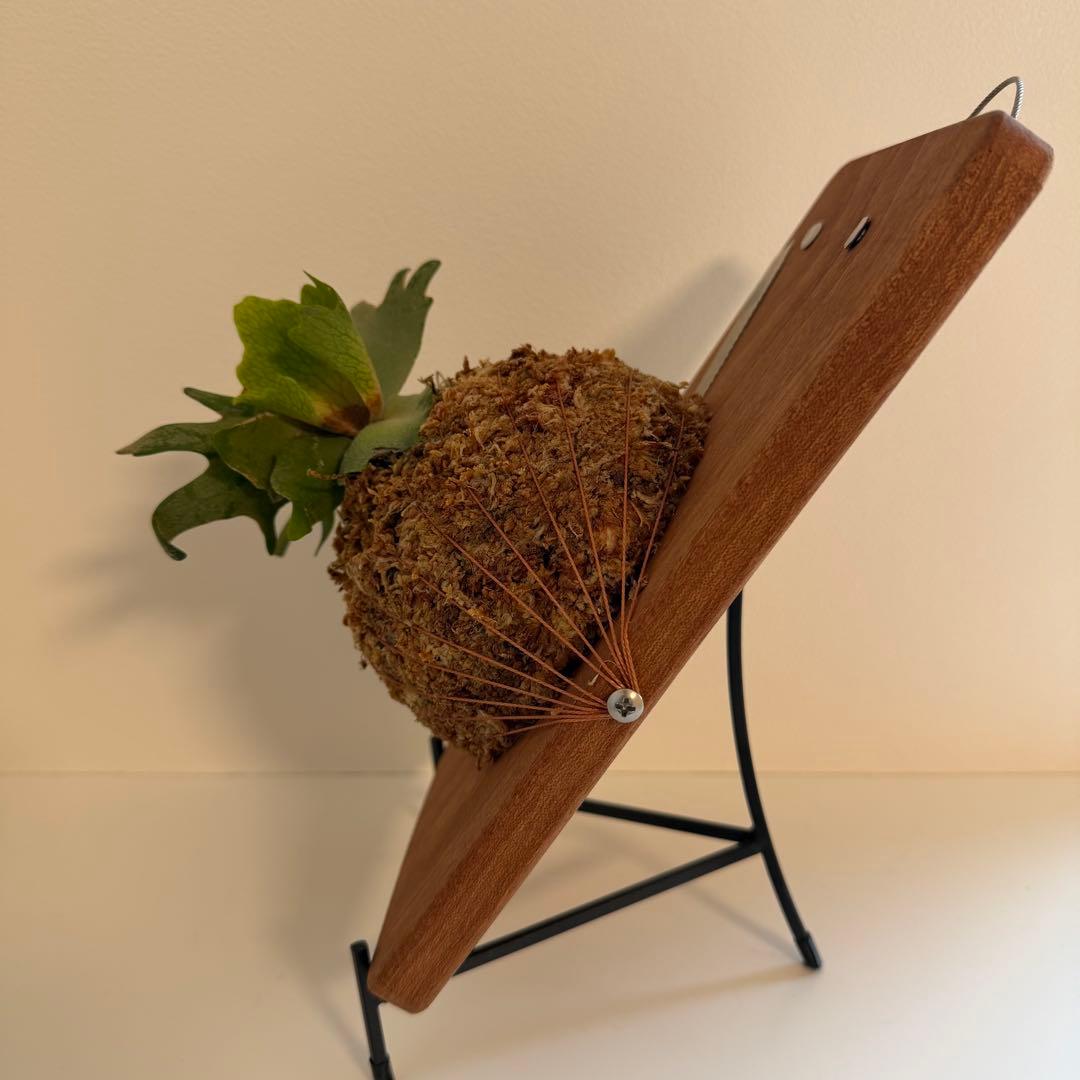 板付け済 ビカクシダ P. Willinckii Golden Boy - メルカリ