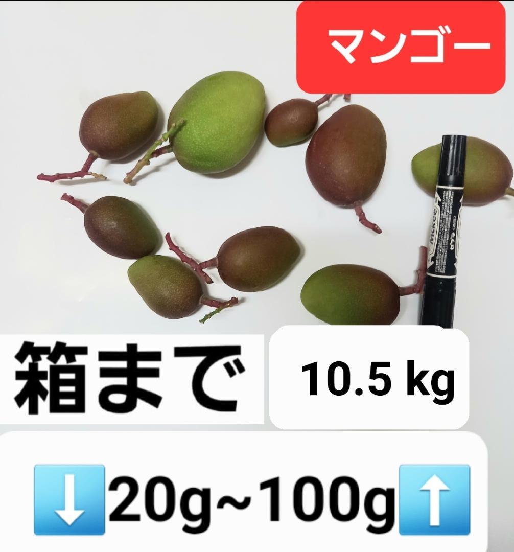 マンゴー+摘果 /10.5 kg including box マンゴー+摘果 / 22 kg including box マンゴー+摘果 /15 kg including