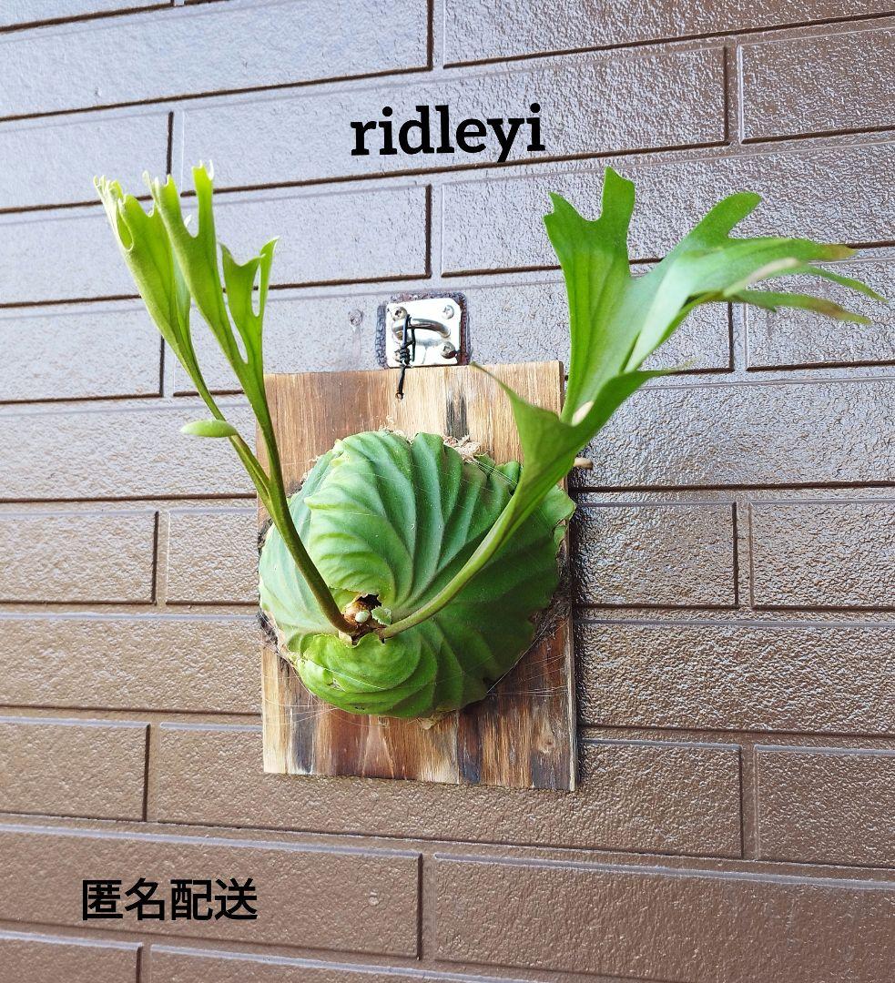 アガベ 特大株 オバティフォリア フロスティブルー 今だけ鉢植え発送