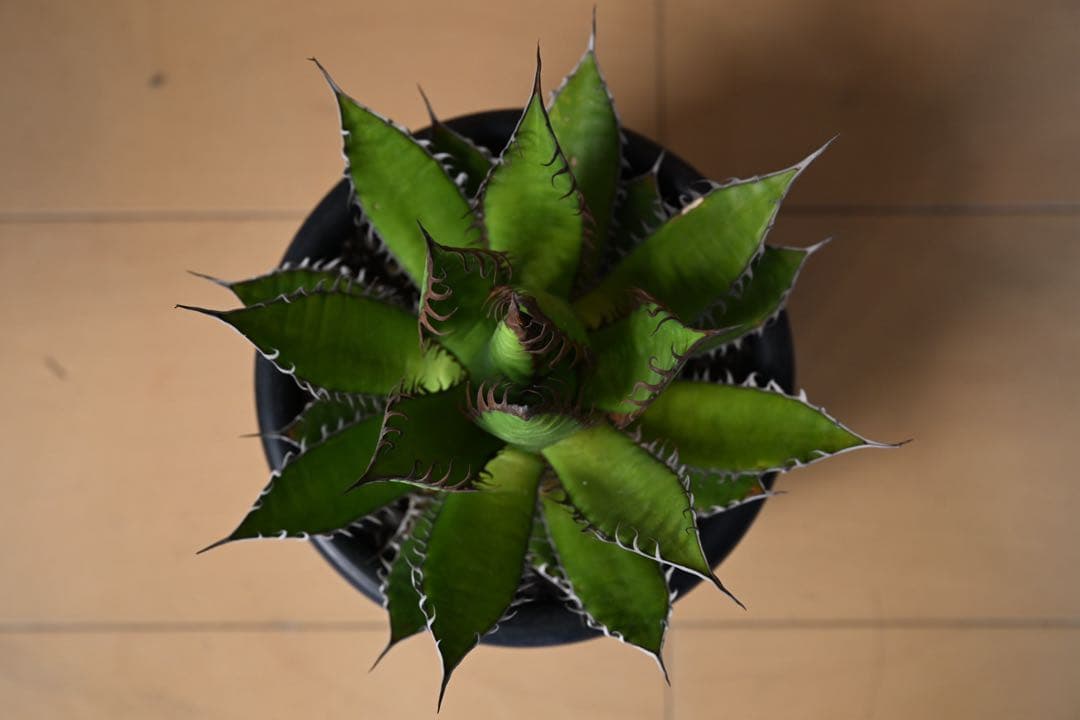 アガベ ホリダ 極上株 強棘 狂刺 - メルカリ