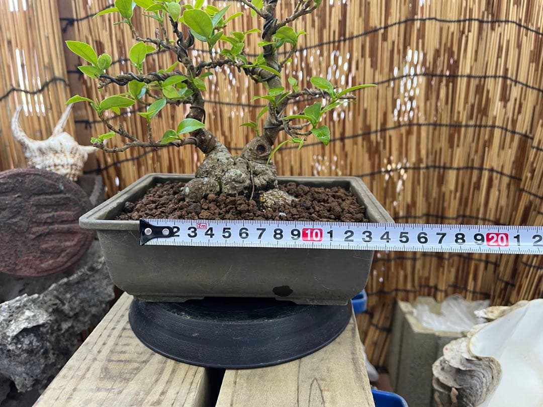 ✨✨✨superガジュマル 小品イボ幹【ジブリの世界】 - メルカリ