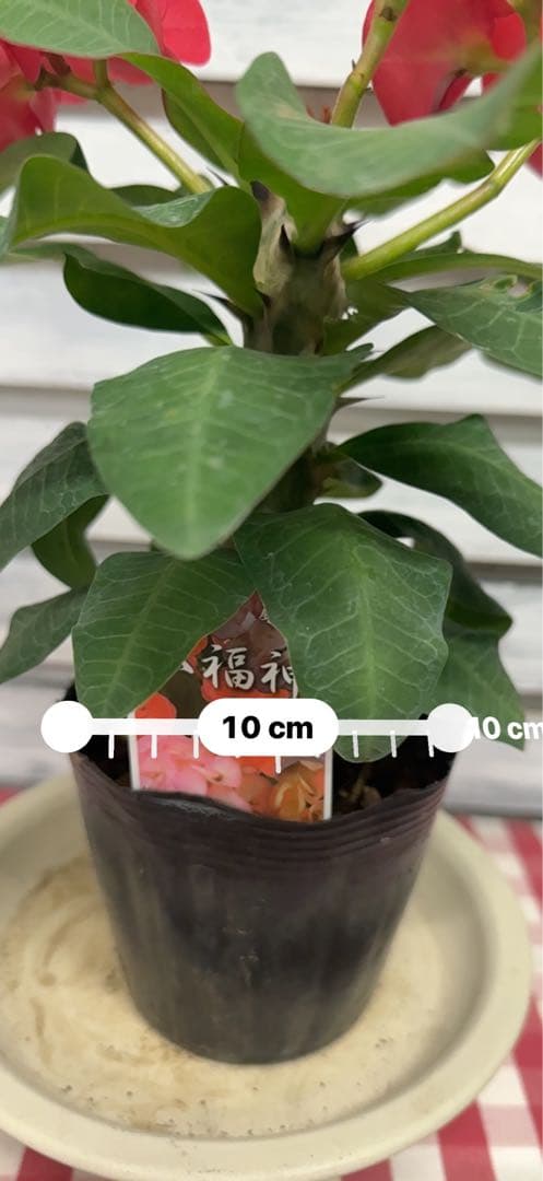 ハナキリン 八福神 ポット鉢土付き苗 お届け後このまま飾れます 室内