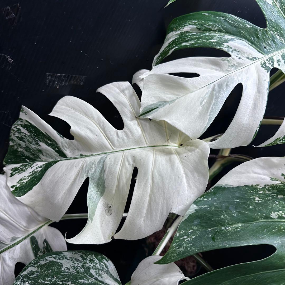 斑入りモンステラ ホワイトタイガー極美大株69cm白斑多 - メルカリ