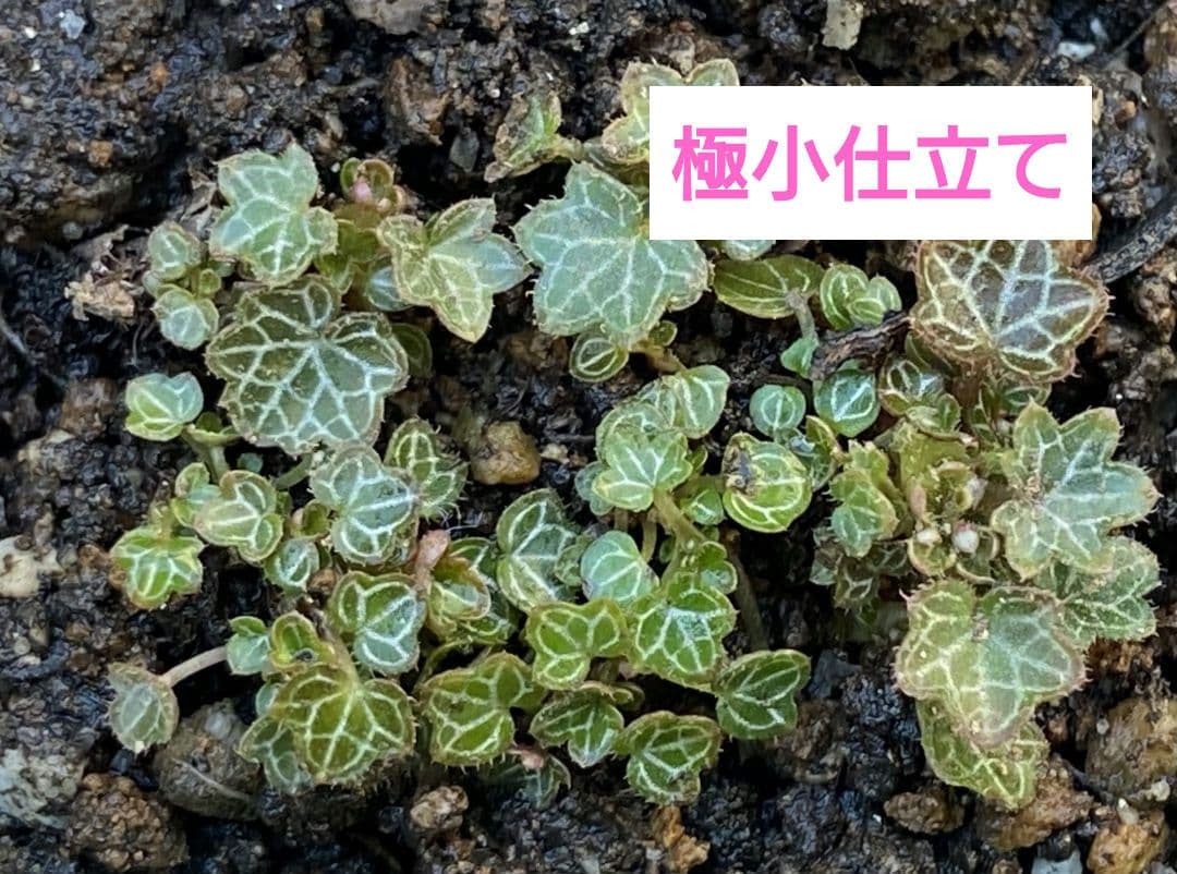 パルダリウム 屋久島 極姫ユキノシタ極小仕立てNo.3 - メルカリ