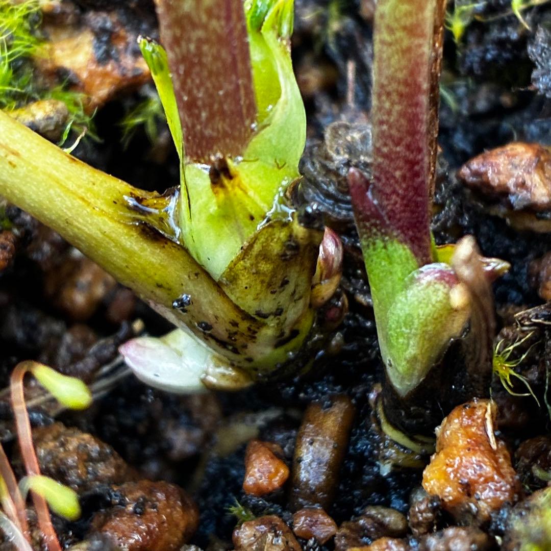か*ん様 3521☘️蕾花、タグ付き☘️⭐️超チビチビ⭐️超小輪⭐️超多弁⭐️大