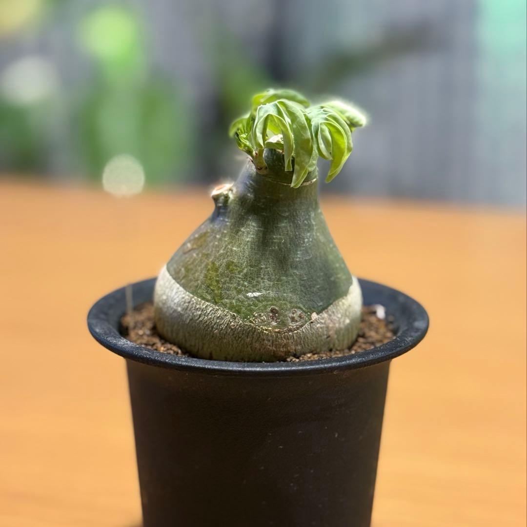 アデニアグラウカ 幹幅6.0cm 実生 美しい樹形 塊根植物 コーデックス