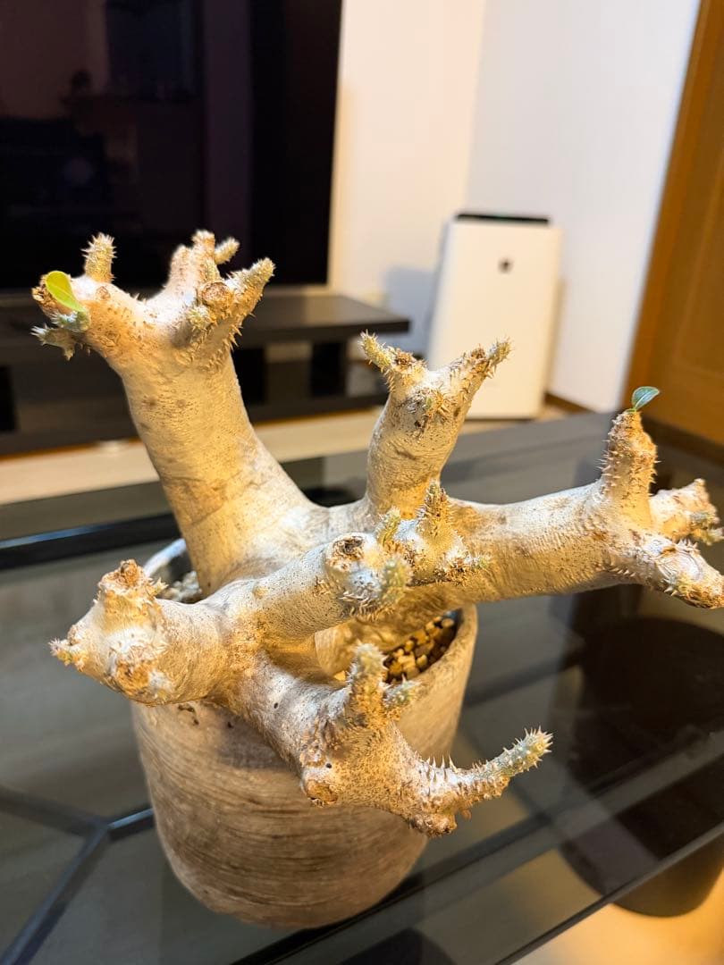 トーマス ギラウミニアナ種子 35粒 トーマス ギラウミニアナ種子 35粒