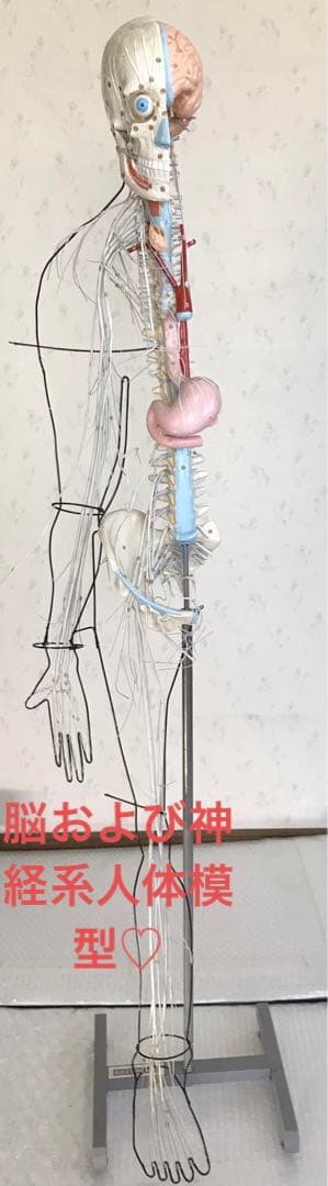 脳および神経系人体模型♡ 京都科学 Amazon.co.jp: 脳 人体模型 脳モデル解剖学的脳動脈モデル 脳模型 解剖