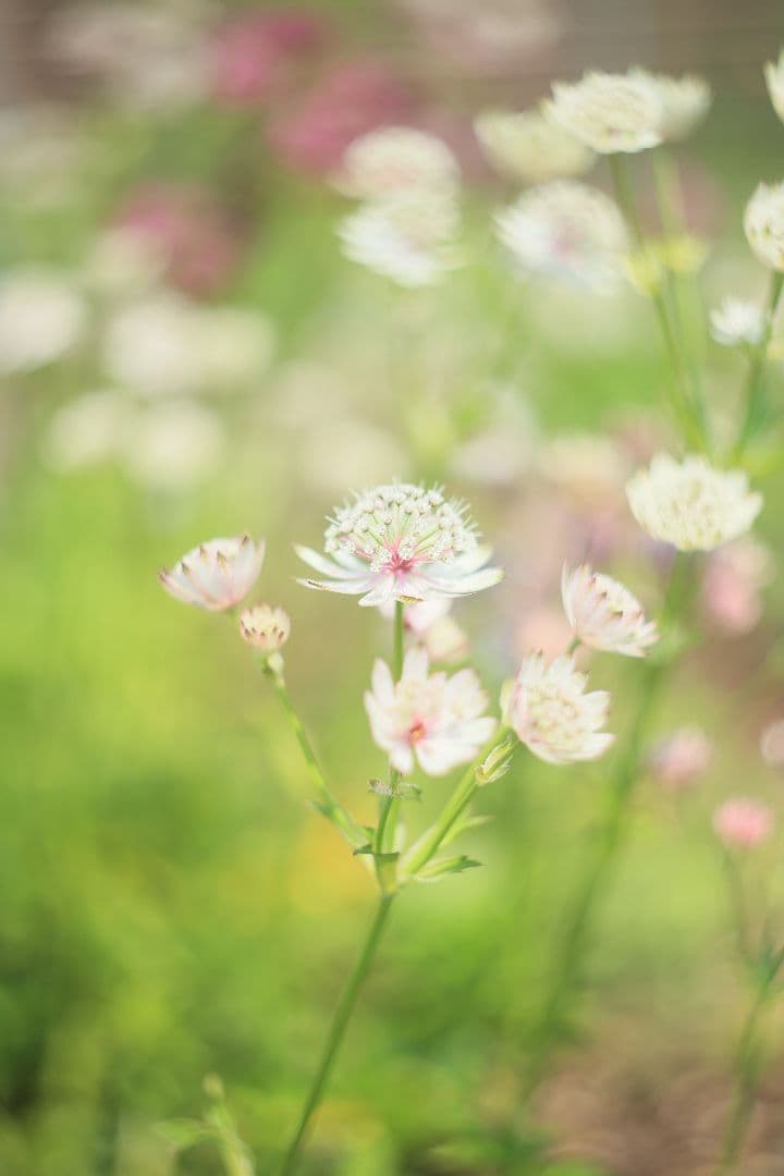 HELIOS-44 58mm F2 zebra《MMZ製》【光学美品】