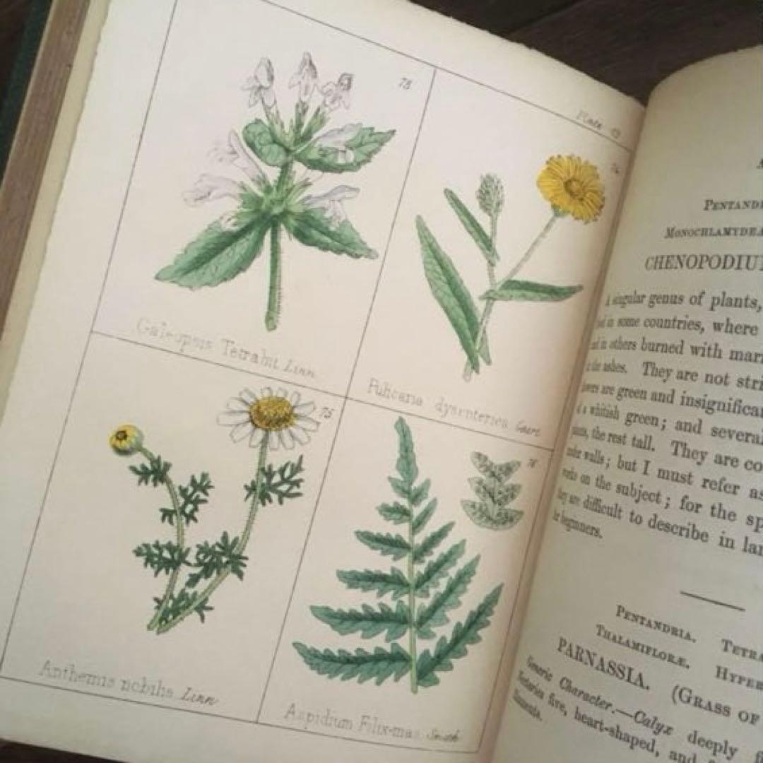 L833洋書古書 【1852年発行】大変希少なイギリスのアンティーク植物