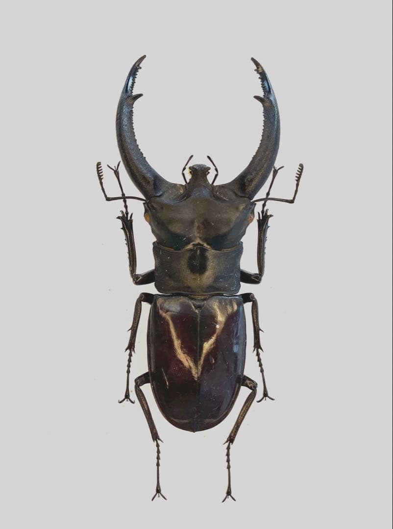 特大リノケロスフタマタクワガタ100アップペア 楽天市場】リノケロスフタマタクワガタ 成虫ペア（♂80ミリUP